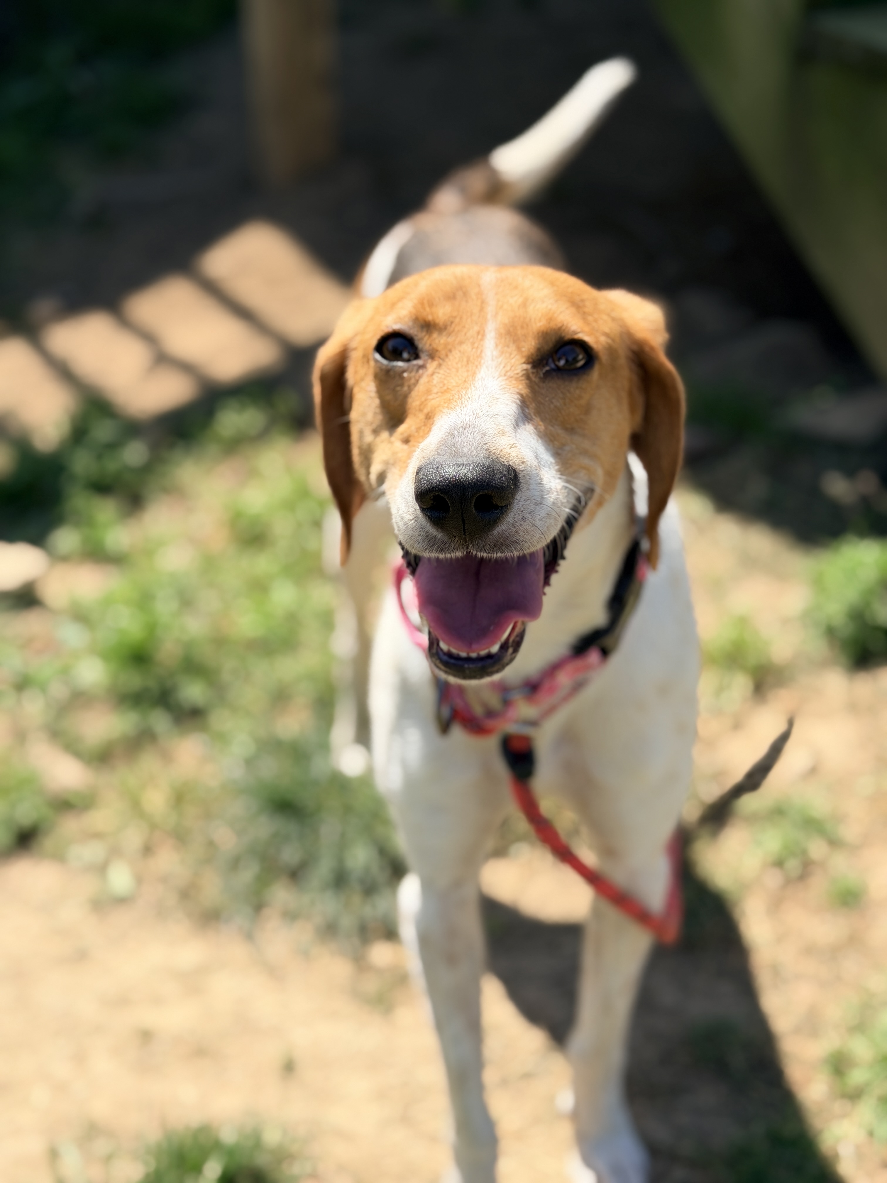 A hound outdoors